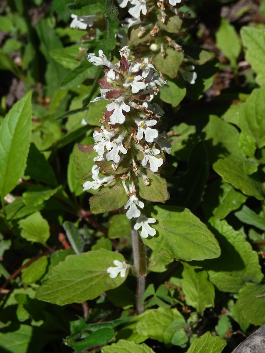 Zběhovec plazivý (Ajuga reptans L.) s bílými květy (1a)