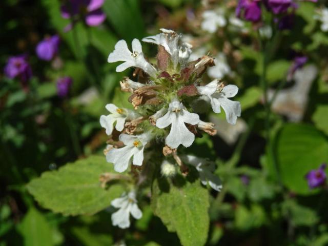 Zběhovec plazivý (Ajuga reptans L.) s bílými květy (1b)