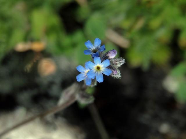 Pomněnka rolní (Myosotis arvensis (l.) Hill) s šestičetným květem (2)