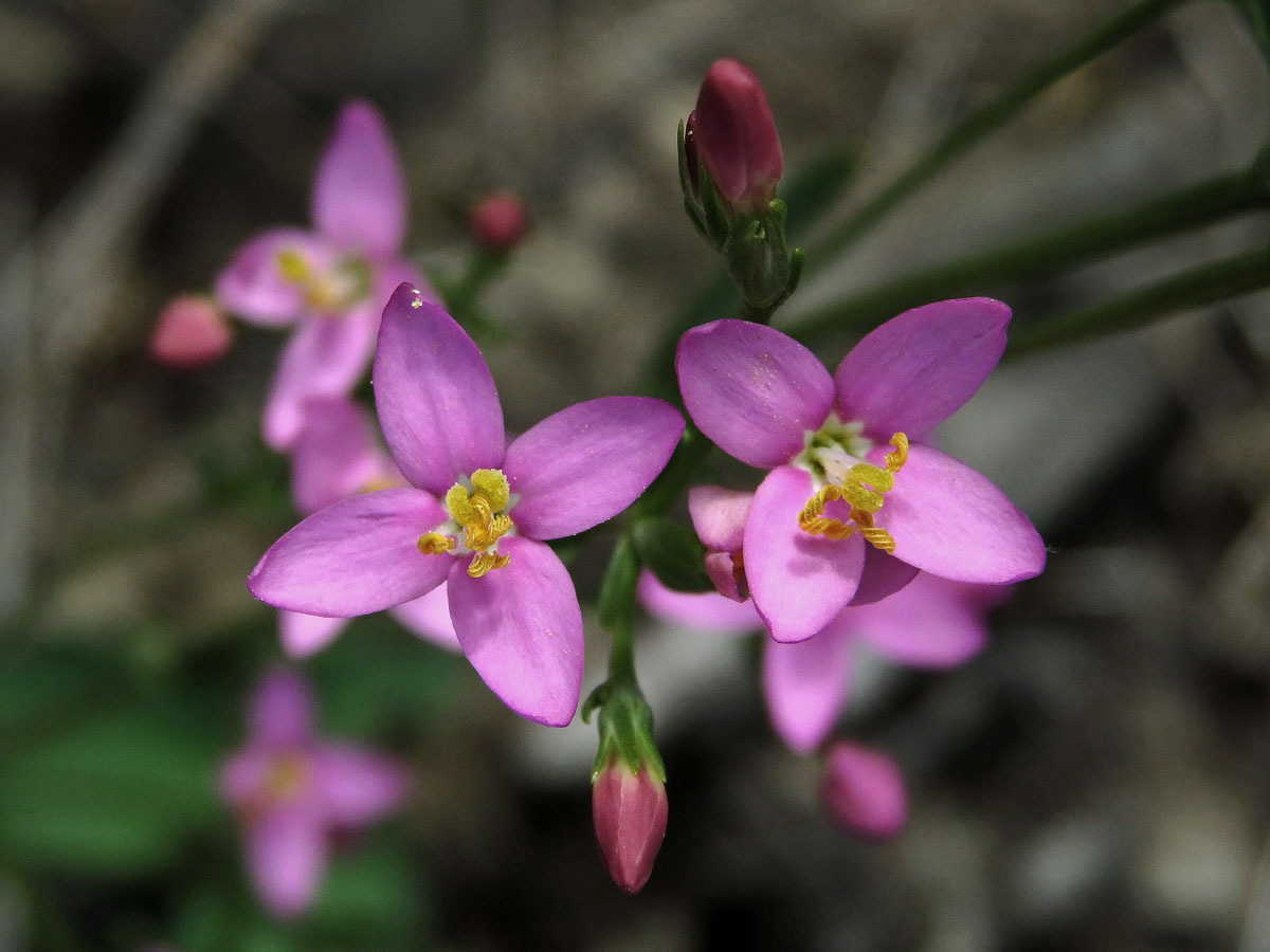 Zeměžluč okolíkatá (lékařská) (Centaurium erythraea  Rafn.) s čtyřčetnými květy