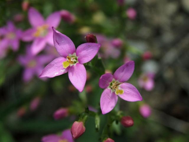 Zeměžluč okolíkatá (lékařská) (Centaurium erythraea  Rafn.) s čtyřčetnými květy