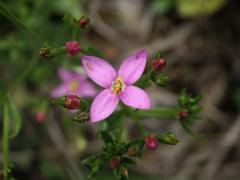 Zeměžluč okolíkatá (lékařská) (Centaurium erythraea  Rafn.) s čtyřčetným květem