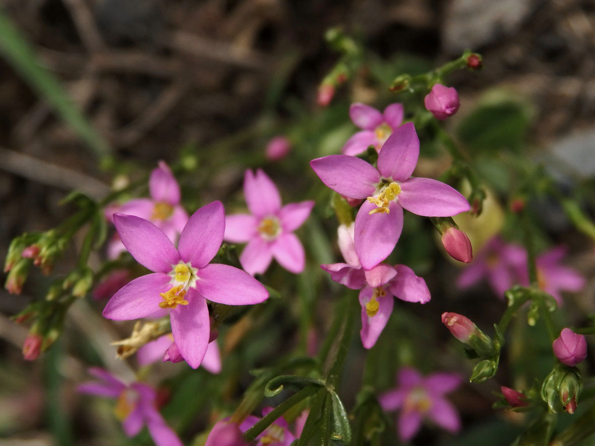 Zeměžluč okolíkatá (lékařská) (Centaurium erythraea  Rafn.) s čtyřčetným květem