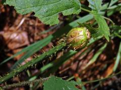 Hálky bejlomorky malinové (Lasioptera rubi)