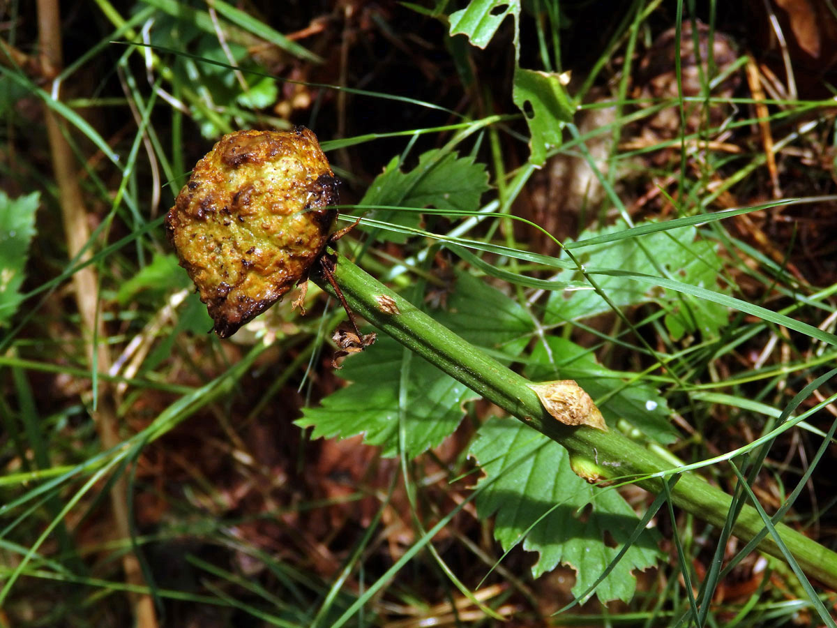 Hálky bejlomorky malinové (Lasioptera rubi)