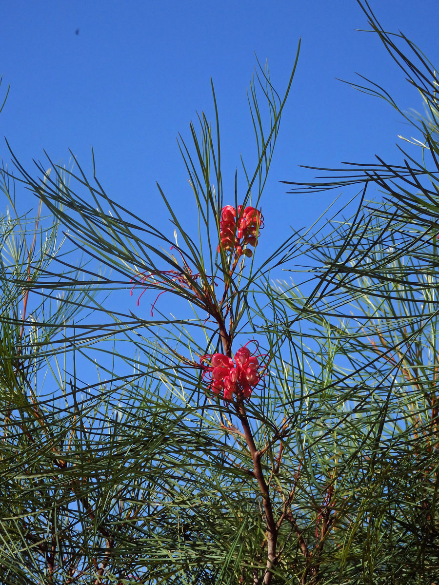 Grevillea johnsonii McGill.