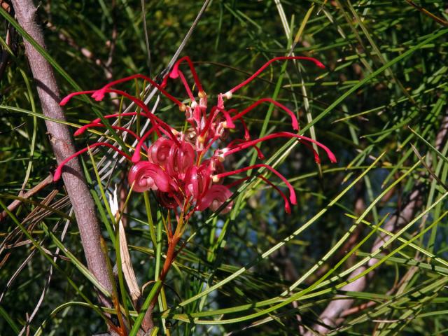 Grevillea johnsonii McGill.