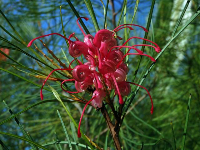 Grevillea johnsonii McGill.