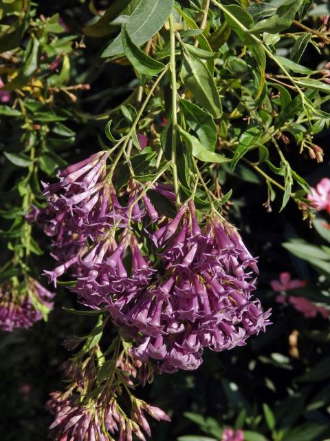 Kladivník (Cestrum elegans (Brongn. ex Neumann) Schltdl.)