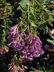 Kladivník (Cestrum elegans (Brongn. ex Neumann) Schltdl.)   