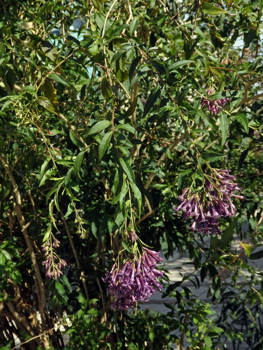 Kladivník (Cestrum elegans (Brongn. ex Neumann) Schltdl.)