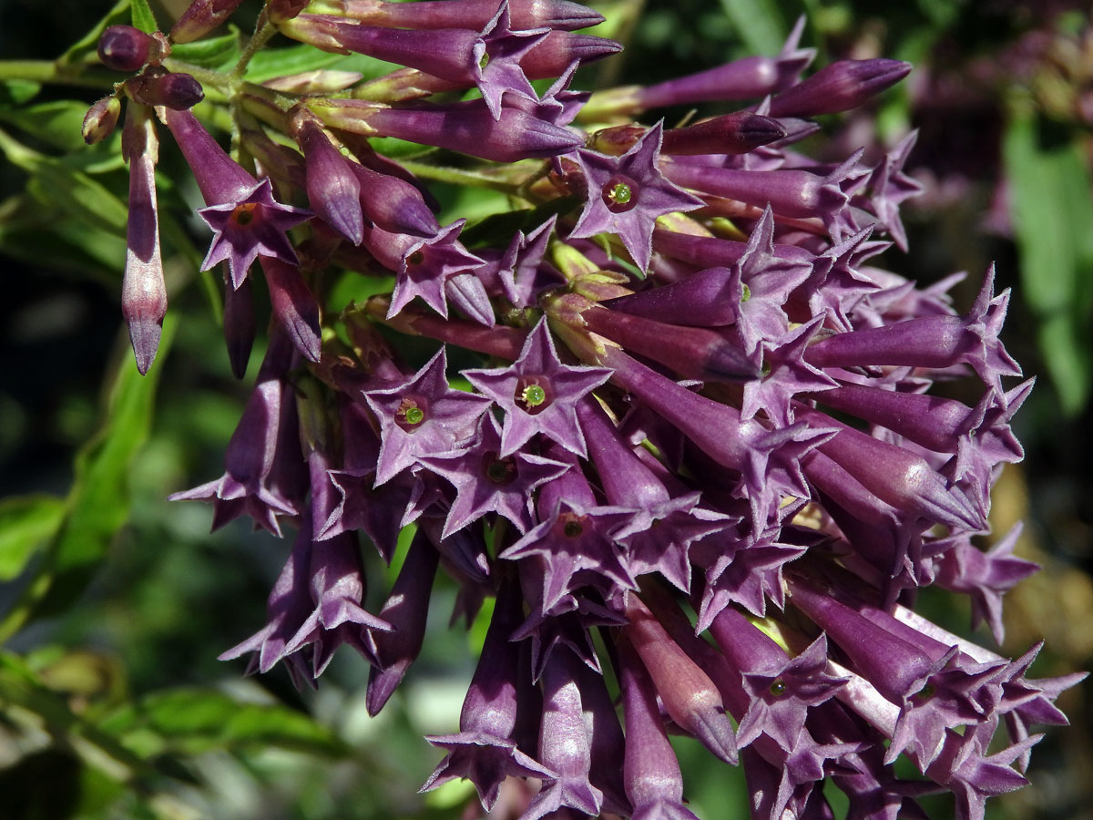 Kladivník (Cestrum elegans (Brongn. ex Neumann) Schltdl.)