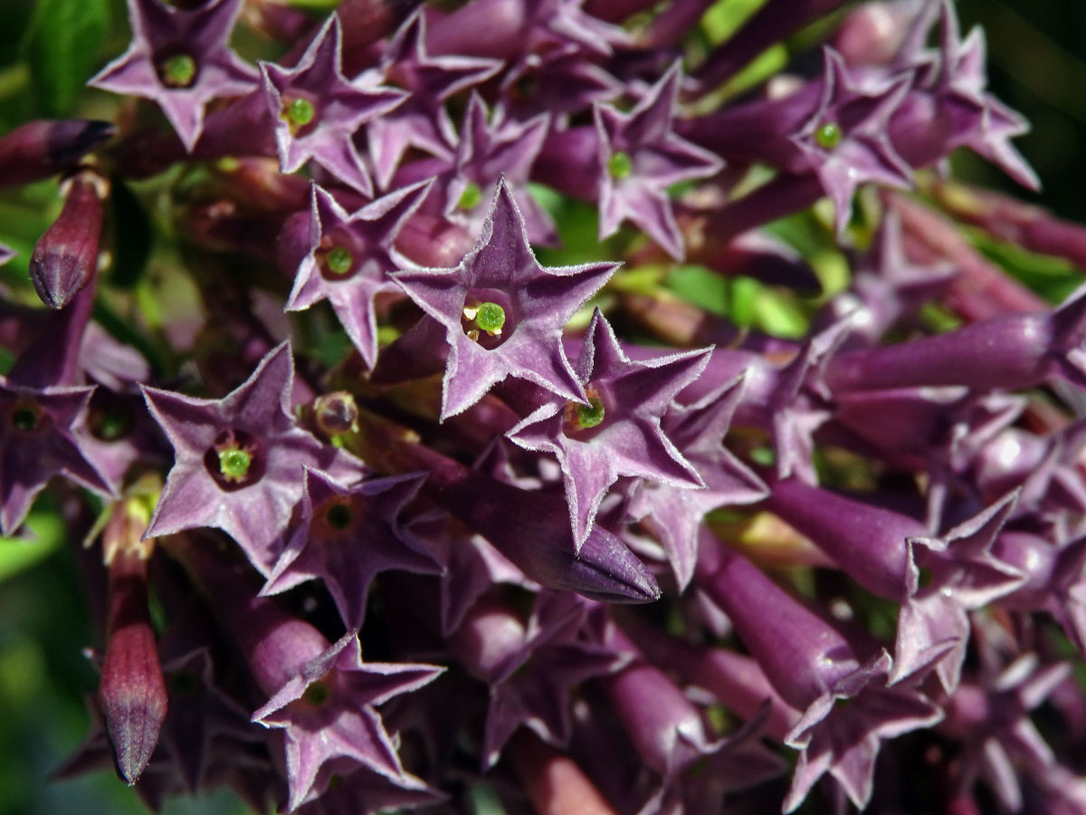 Kladivník (Cestrum elegans (Brongn. ex Neumann) Schltdl.)