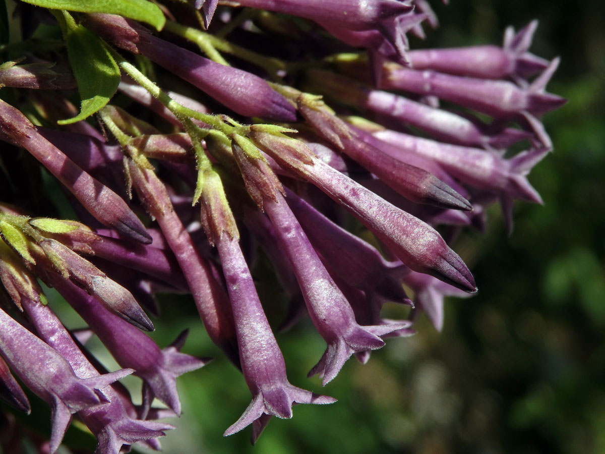 Kladivník (Cestrum elegans (Brongn. ex Neumann) Schltdl.)