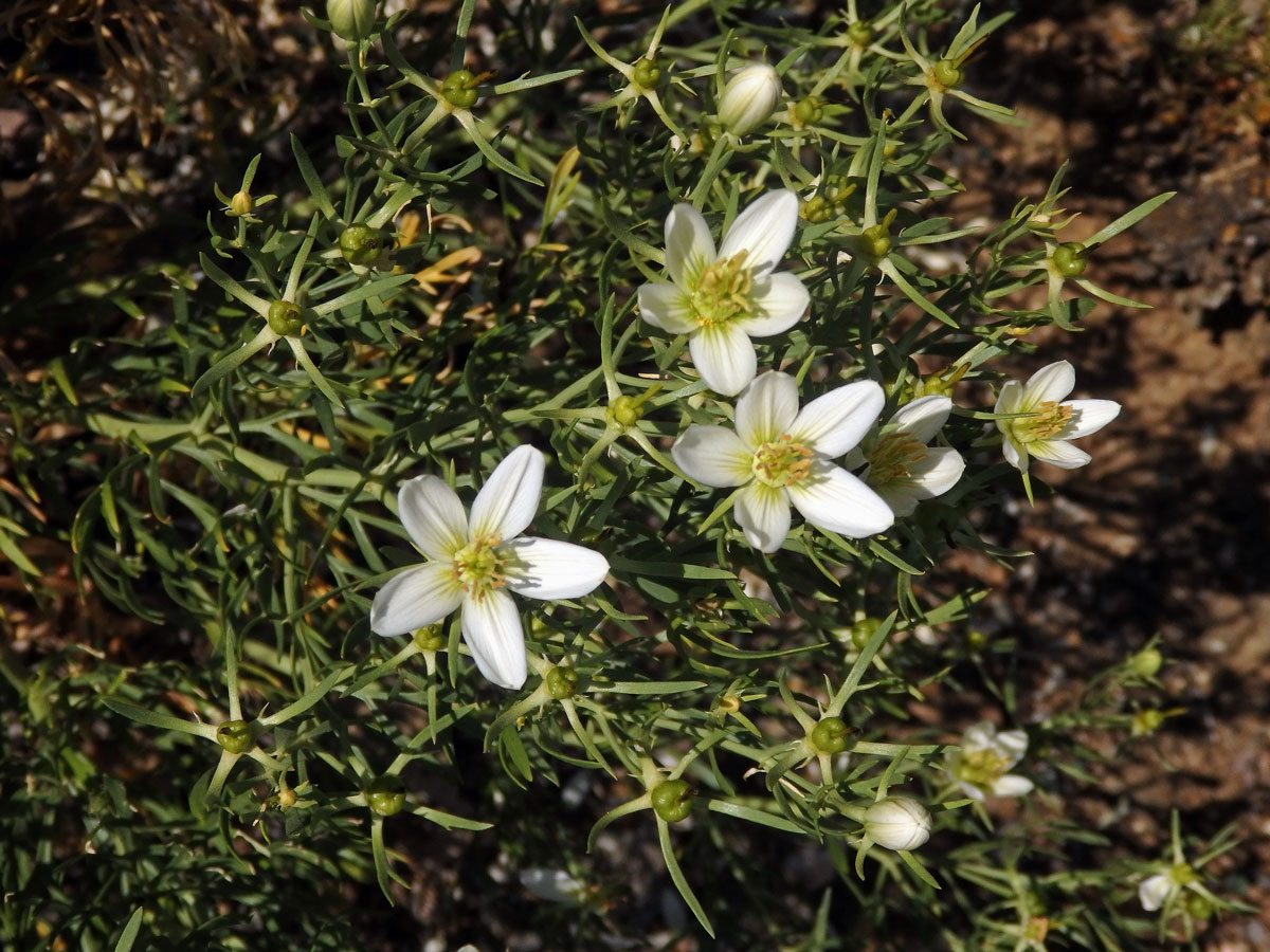 Harmala stepní (Peganum harmala L.)