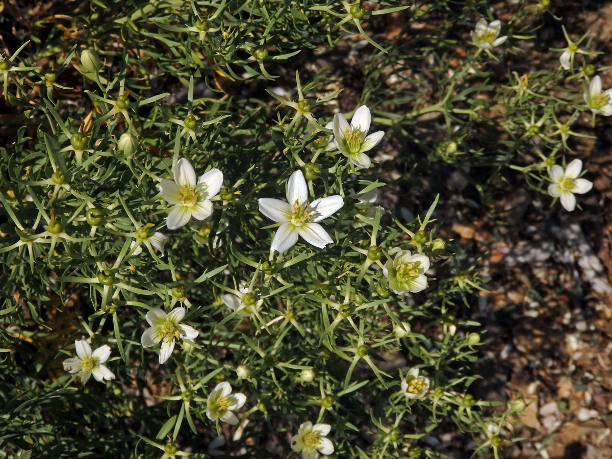 Harmala stepní (Peganum harmala L.)