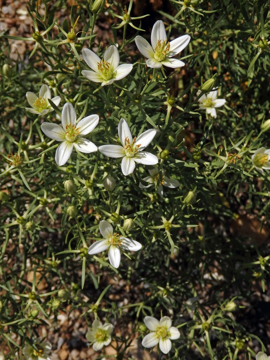 Harmala stepní (Peganum harmala L.)