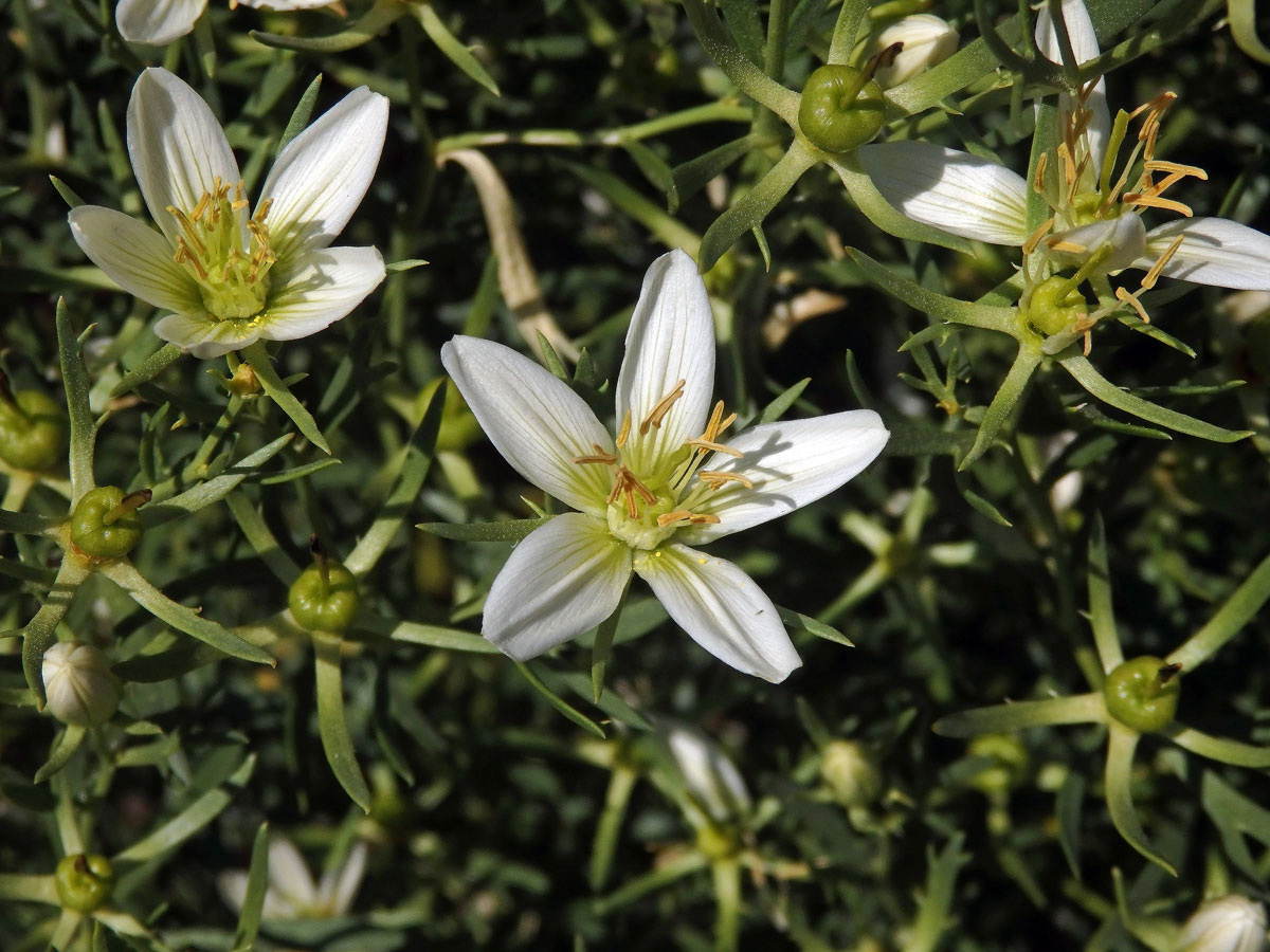 Harmala stepní (Peganum harmala L.)