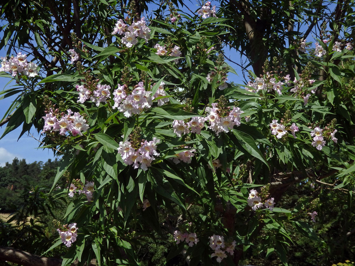 Chitalpa taskentensis Ellis & Wisura