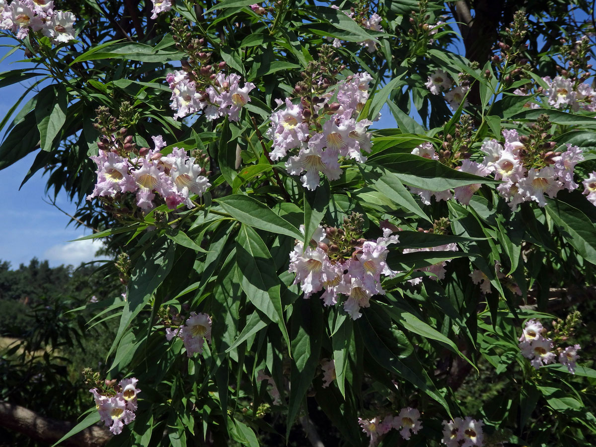 Chitalpa taskentensis Ellis & Wisura