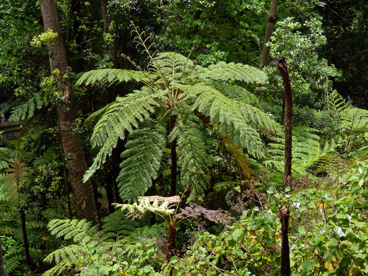 Cyathea cooperi (Hook. ex F. Muell.) Domin