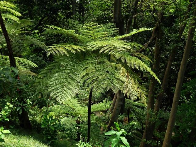 Cyathea cooperi (Hook. ex F. Muell.) Domin