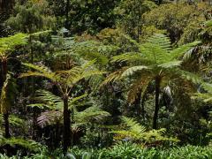 Cyathea cooperi (Hook. ex F. Muell.) Domin