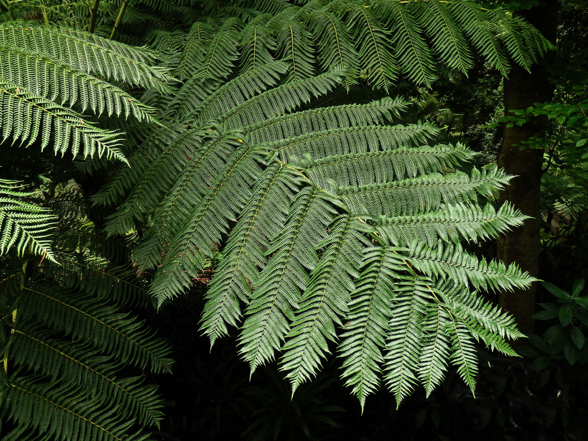 Cyathea cooperi (Hook. ex F. Muell.) Domin