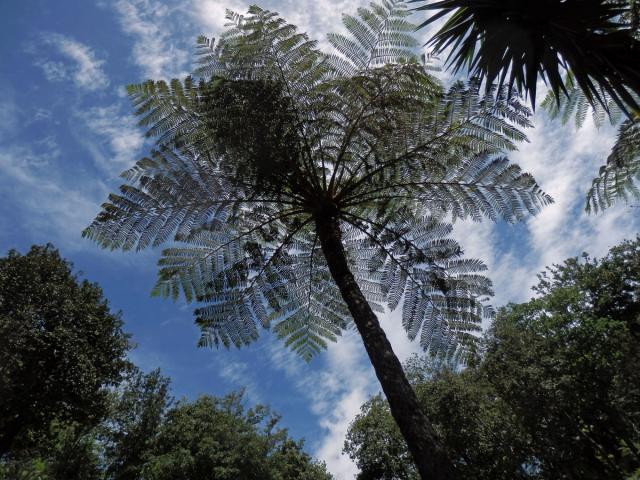 Cyathea cooperi (Hook. ex F. Muell.) Domin