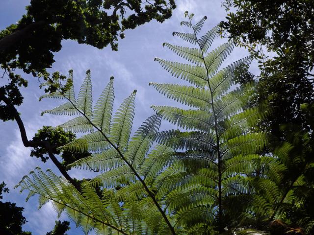 Cyathea cooperi (Hook. ex F. Muell.) Domin