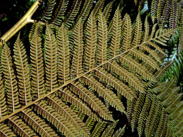 Cyathea cooperi (Hook. ex F. Muell.) Domin