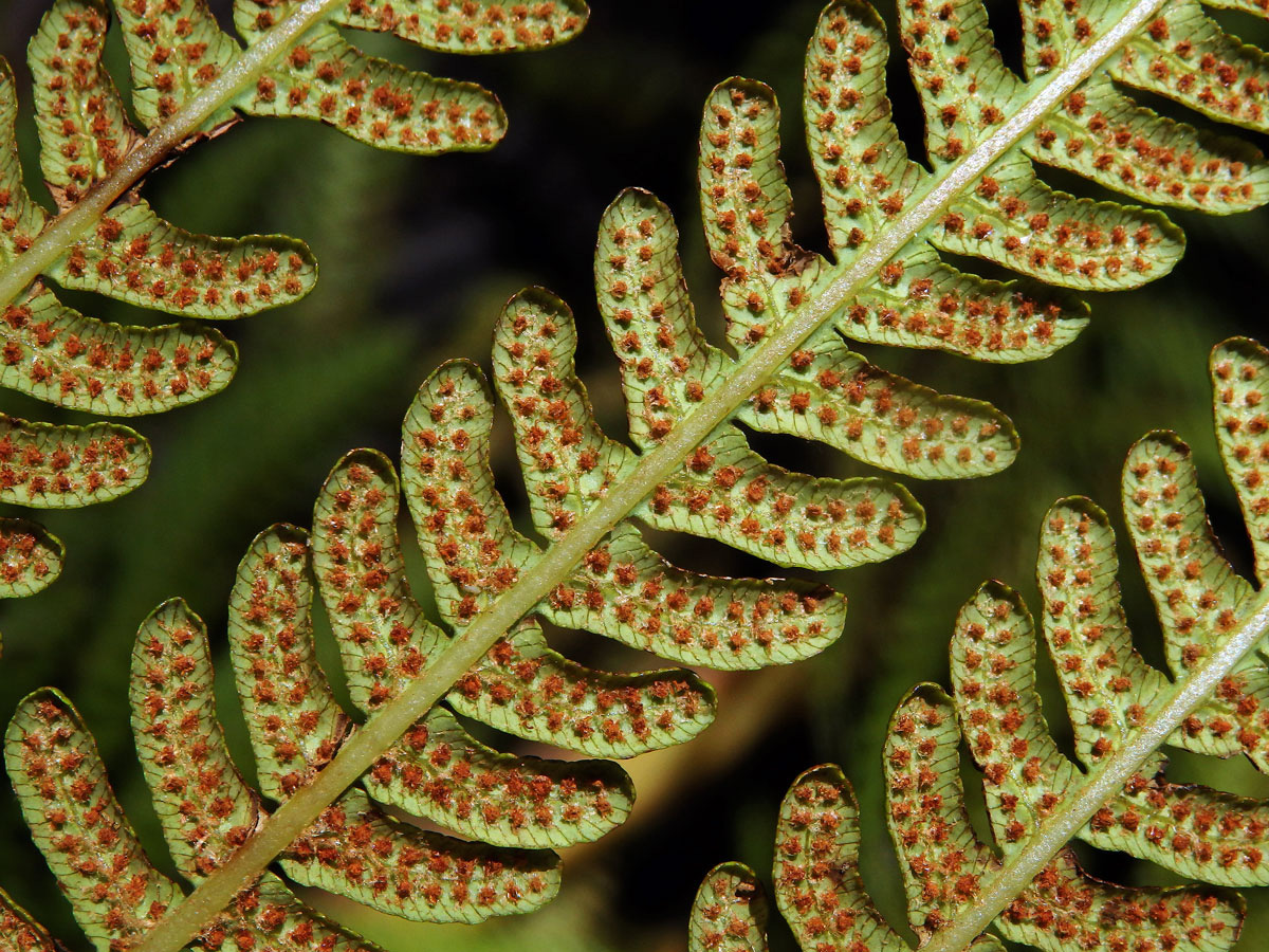 Cyathea cooperi (Hook. ex F. Muell.) Domin