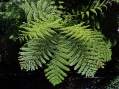 Cyathea cooperi (Hook. ex F. Muell.) Domin