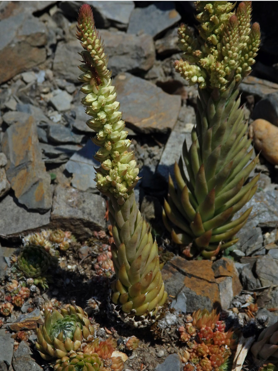 Orostachys spinosa (L.) Sweet