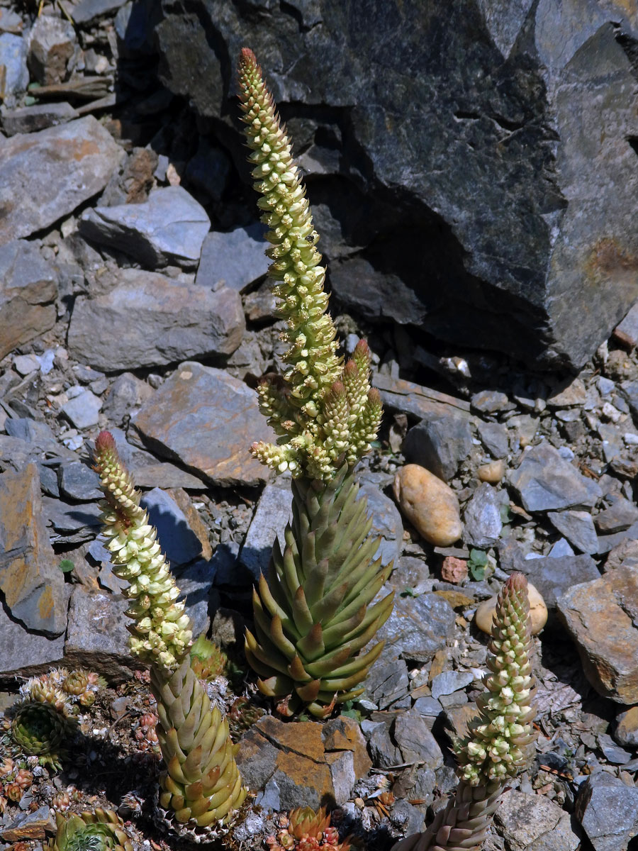 Orostachys spinosa (L.) Sweet