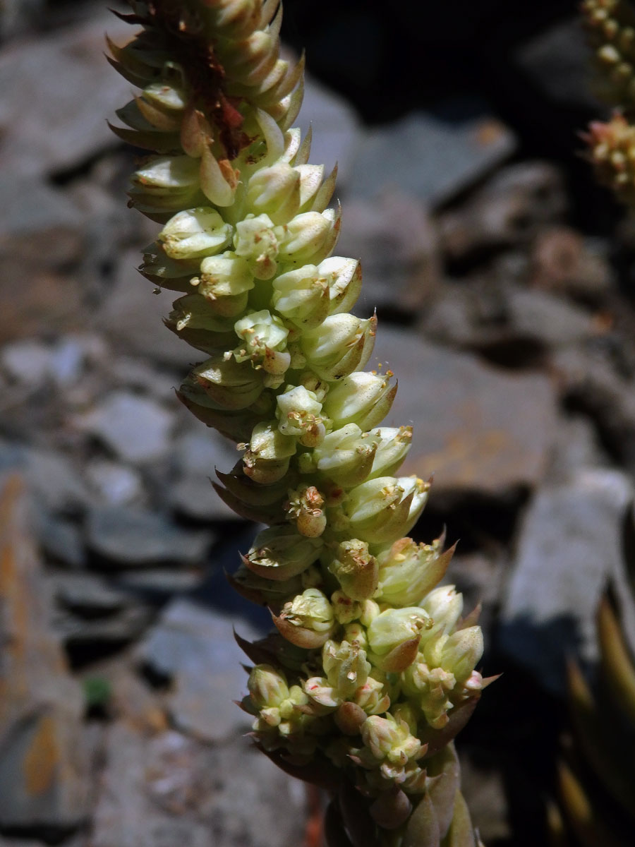 Orostachys spinosa (L.) Sweet