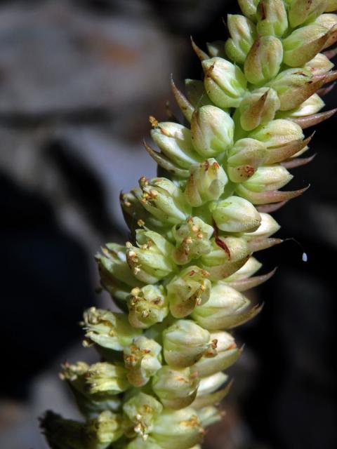 Orostachys spinosa (L.) Sweet