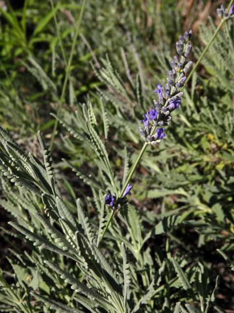 15_Hluchavkovité: Levandule (Lavandula)