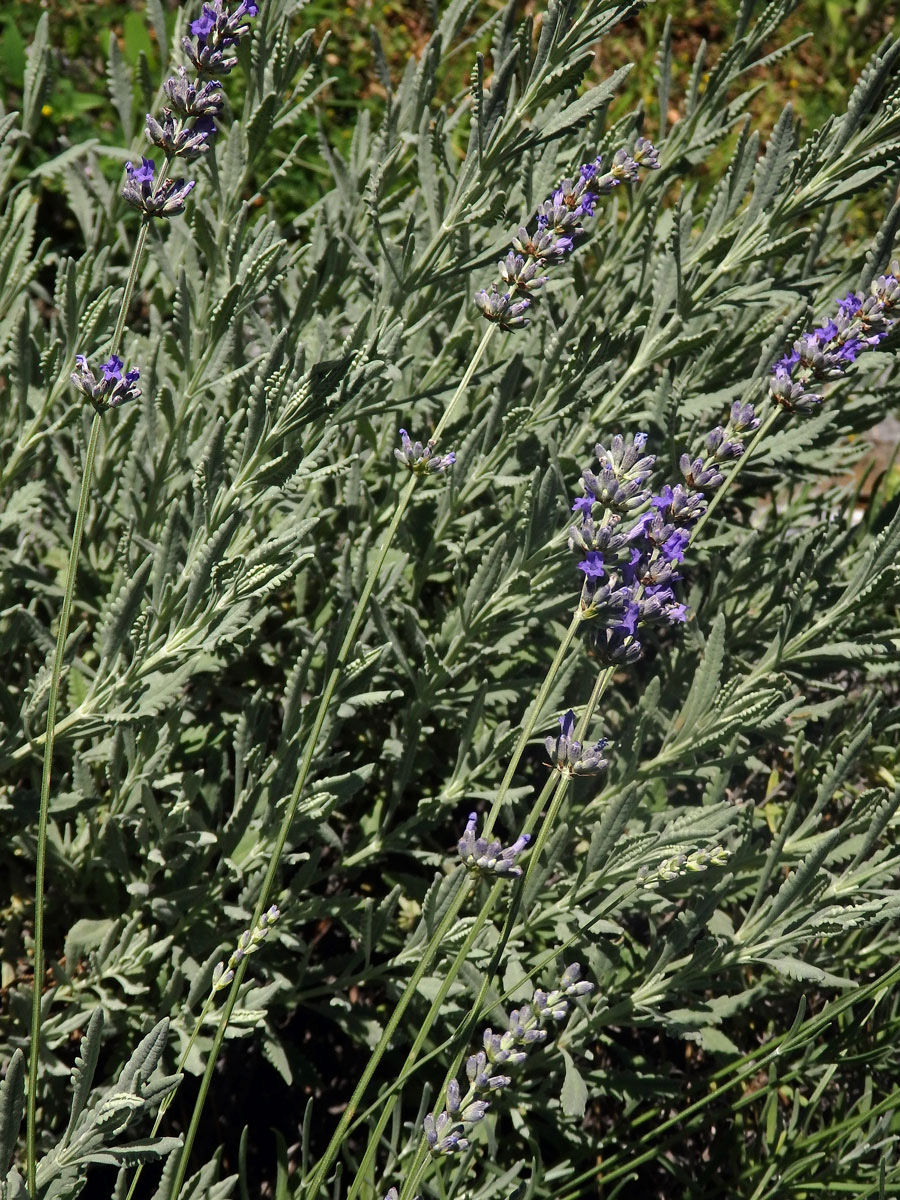 15_Hluchavkovité: Levandule (Lavandula)