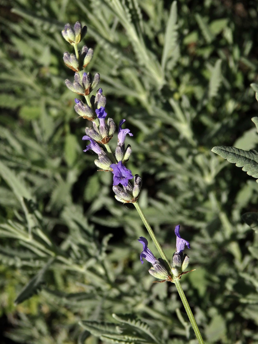 15_Hluchavkovité: Levandule (Lavandula)