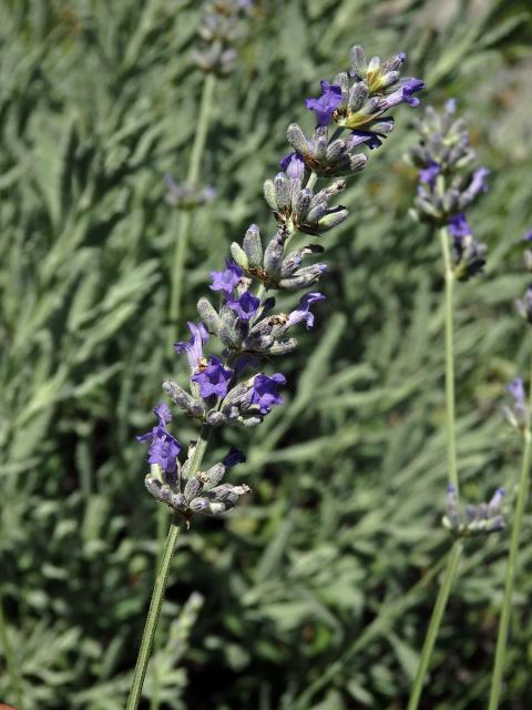 15_Hluchavkovité: Levandule (Lavandula)