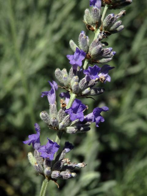 15_Hluchavkovité: Levandule (Lavandula)