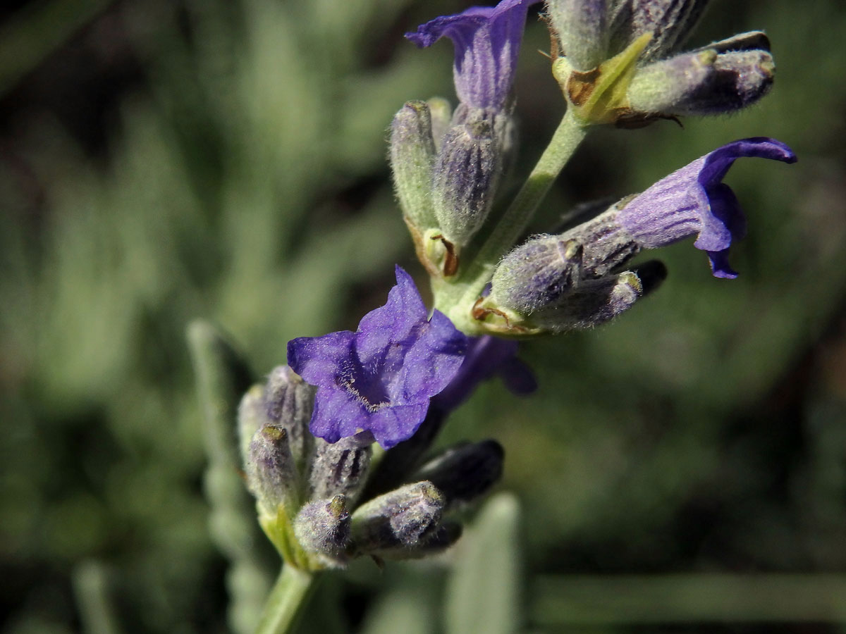 15_Hluchavkovité: Levandule (Lavandula)