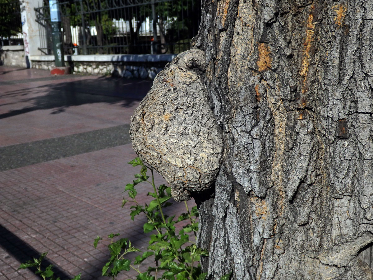 Morušovník bílý (Morus alba L.) s nádory na kmeni (3b)