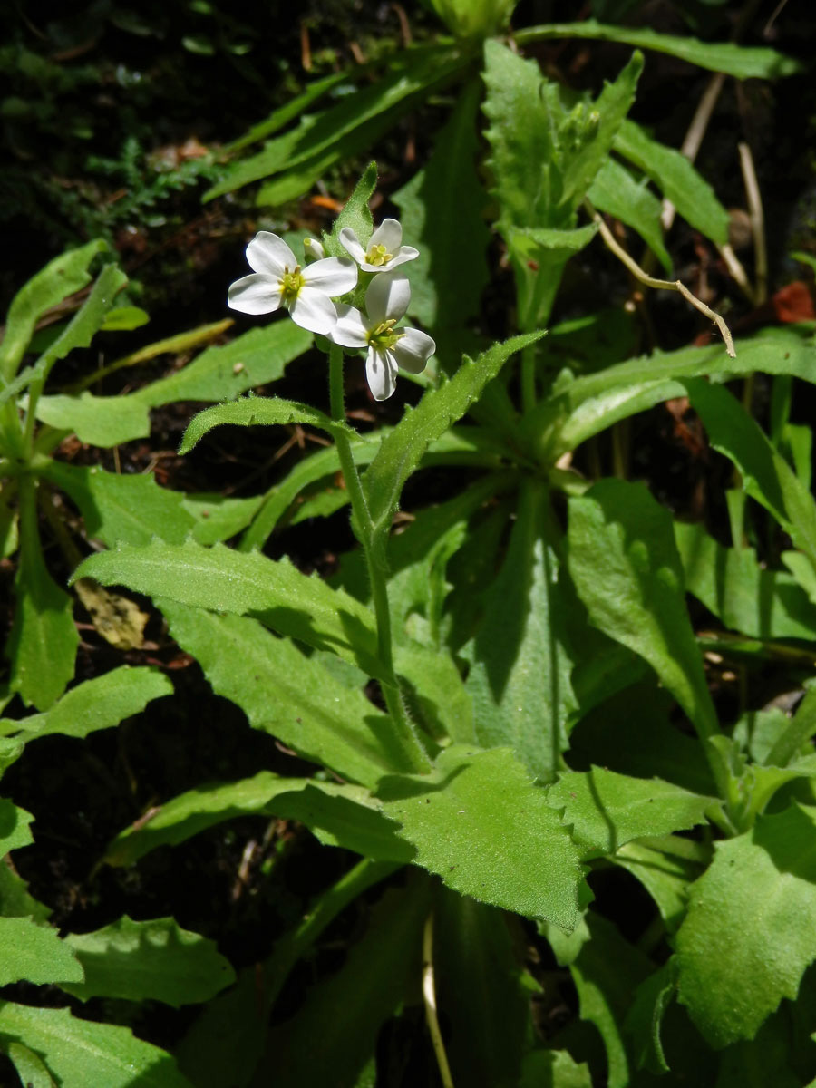 Huseník kavkazský (Arabis caucasica Willd.)