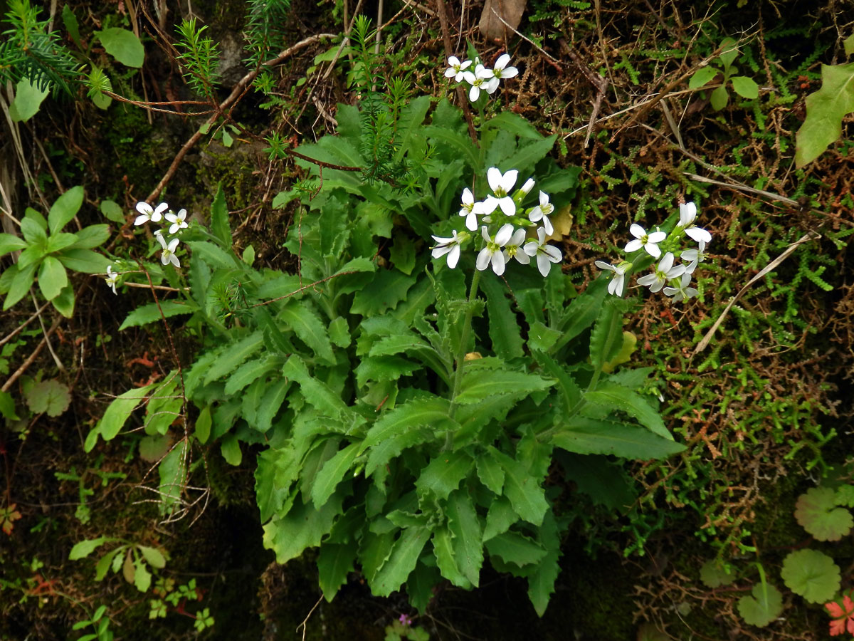 Huseník kavkazský (Arabis caucasica Willd.)