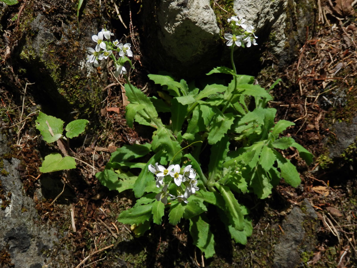 Huseník kavkazský (Arabis caucasica Willd.)