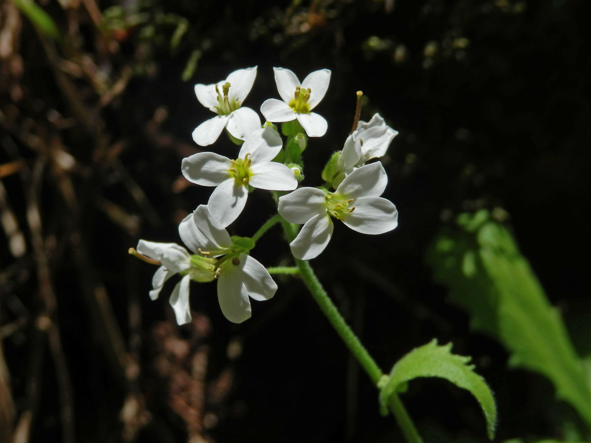 Huseník kavkazský (Arabis caucasica Willd.)