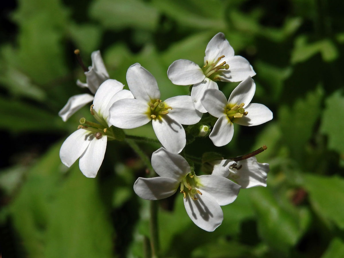 Huseník kavkazský (Arabis caucasica Willd.)