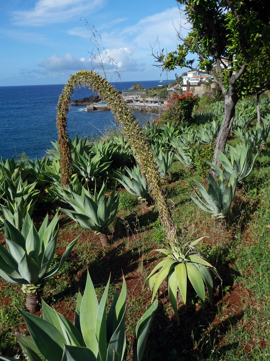 Agáve (Agave attenuata Salm-Dyck)